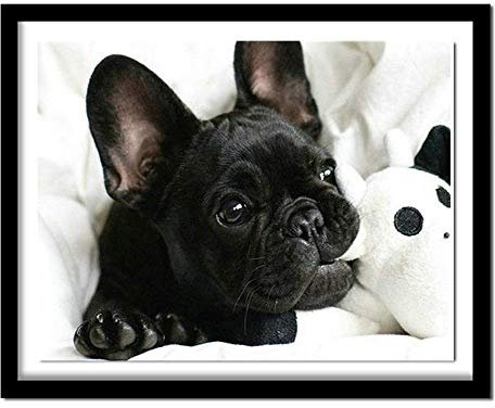 Diamant-Malerei, 5D-Diamant-Malerei-Set für Erwachsene, 40 x 50 cm, schwarze französische Bulldogge, ganzer Hund