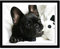 Diamant-Malerei, 5D-Diamant-Malerei-Set für Erwachsene, 40 x 50 cm, schwarze französische Bulldogge, ganzer Hund