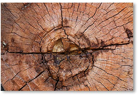 Postereck - 0506 - Querschnitt Baum, Holz Natur Muster - Wandposter Fotoposter Bilder Wandbild Wandbilder - Leinwand - 60,0 cm x 40,0 cm