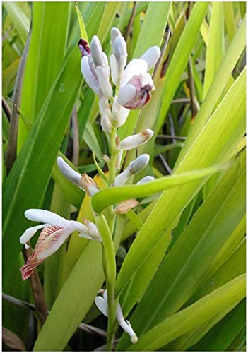 Thai-Ingwer Alpinia galanga Pflanze 15-20cm großer Galgant Ingwer Galangawurzel