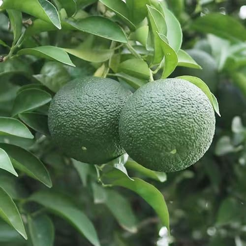 Limettenbaum winterhart zimmerpflanze winterharte kübelpflanzen deko Limetten steingartenpflanzen winterhart obstpflanzen indoor kräutergarten 120samen