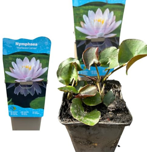 Nymphaea Seerose – Winterharte Teichpflanze für Terrassenteiche, Fässer & Gartenteiche (Rosa)