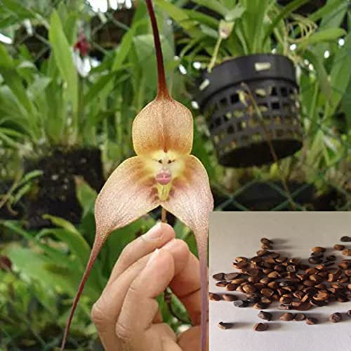 AchidistviQ 50pcs Scimmia Faccia Semi Di Orchidea Giardino Pianta Fiore Bonsai Decorazione Rara Scimmia Faccia Semi Di Orchidea Per La Casa Balcone Cortile Piantare Semi di orchidea faccia di scimmia