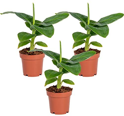 Bloomique - 3er Set - Musa Oriental Dwarf - Bananenpflanze - Zimmerpflanzen - Pflegeleicht - Haustierfreundlich - Höhe 20-30 cm - Topf 12 cm