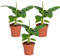 Bloomique - 3er Set - Musa Oriental Dwarf - Bananenpflanze - Zimmerpflanzen - Pflegeleicht - Haustierfreundlich - Höhe 20-30 cm - Topf 12 cm