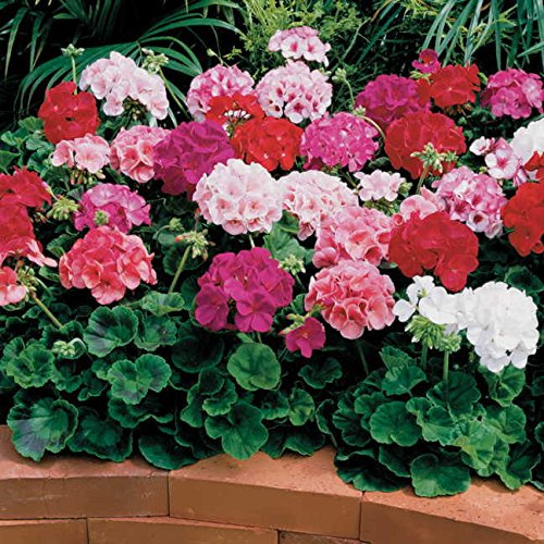 Park Seed Geranium Flowering Plant Seeds, Compact and Weather-Resilient Maverick Mix with Large Rounded Blooms in Assorted Colors, Pack of 10