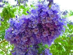 Jacaranda mimosifolia Albero semi viola grappoli di fiori in Attrae farfalle (10)