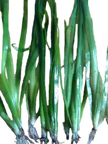 Wasserpflanzen Vallisneria americana gigantea, Aquariumpflanzen