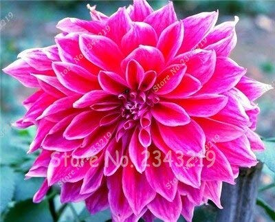 New 100/Bag Dinner Plate Rainbow Dahlia Seeds, Chinese Peony Bonsai Flower Seeds for Perennial Flowers Garden Planting