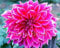New 100/Bag Dinner Plate Rainbow Dahlia Seeds, Chinese Peony Bonsai Flower Seeds for Perennial Flowers Garden Planting