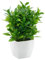 OFFIDIX Eucalyptus en Plastique de Plantes artificielles Mini avec Le Vase carré pour Le Bureau, Usine Faux de Plantes en Plastique à la Maison Fausse avec des Pots en Plastique pour la décoration