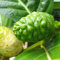 DaDago 10 Unids/Pack Noni Morinda Citrifolia Semillas De Árboles Semillas De Plantas De Árboles Frutales De Jardín Raros