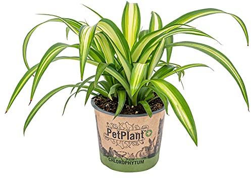 Lys d'herbe | Chlorophytum 'Hawaiian' chaque - PetFriendly - Plante d'intérieur ⌀12 cm - 25 cm