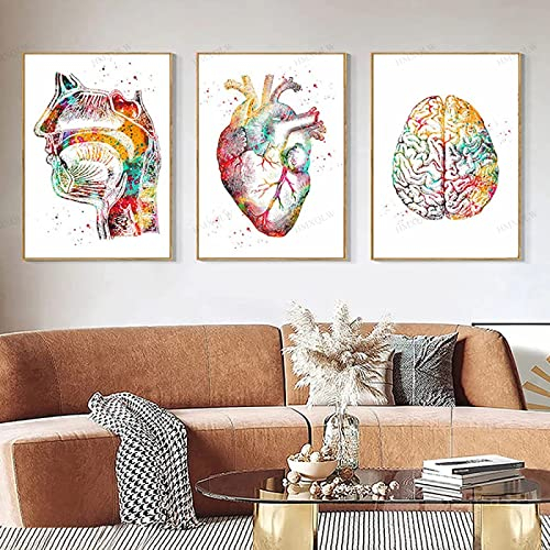 HMXQLW Abstrakt Medizin Anatomie Wandbilder Mensch Organe Herz Gehirn Aquarell Bilder kunstdrucke Klinik Deko,Leinwandbilder Poster und Drucke Wandkunst Rahmenlos (3X30x40cm,3)