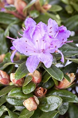 Rhododendron impeditum 'Moerheim' 20–25 cm – Winterhart, Immergrün, Mehrjährig – Zwerg-Rhododendron – Kübelpflanze für Terrasse & Balkon