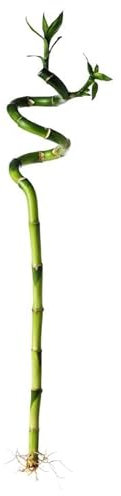 Lucky Bamboo Spiral Plant – 45 cm Indoor Decorative Live Plant for Home or Office (1)
