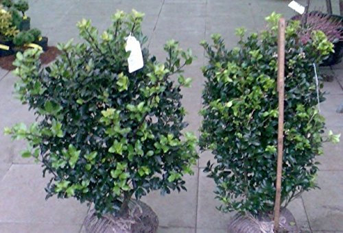 Ilex meserveae Heckenstar®EU® - Amerikanische Stechpalme Heckenstar®EU®