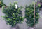 Ilex meserveae Heckenstar®EU® - Amerikanische Stechpalme Heckenstar®EU®