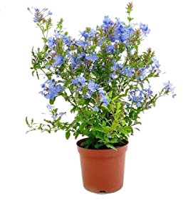 Plumbago Planta Trepadora Natural Conocida como Celestina