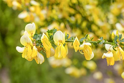 Cytisus scoparius 'Dukaat' 20-30 cm - Besenginster, leuchtend gelbe Blüten, Blütezeit April-Juni, ideal für Rabatten, pflegeleicht und bienenfreundlich