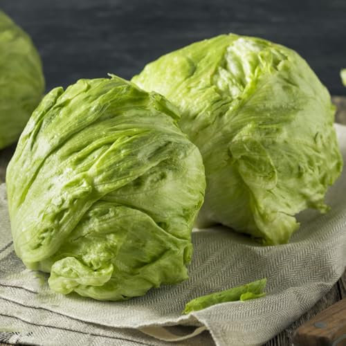 1000 Pc Semillas De Lechuga Iceberg, Semillas De Lechuga, Lechuga - Semillas De Hortalizas, Plantas Raras. Lechuga Recogiendo Semillas De Lechuga, Semillas De Lechuga Iceberg Regalos