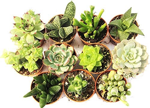 Italy Green Life - Set di 12 Piante Grasse Vere Senza Spine, Diametro Vaso 5,5cm I Mini Piantine da Interno ed Esterno | Piante Succulente Ideali per Scrivania, Casa e Ufficio | Regali Ecosostenibili