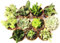 Italy Green Life - Set di 12 Piante Grasse Vere Senza Spine, Diametro Vaso 5,5cm I Mini Piantine da Interno ed Esterno | Piante Succulente Ideali per Scrivania, Casa e Ufficio | Regali Ecosostenibili