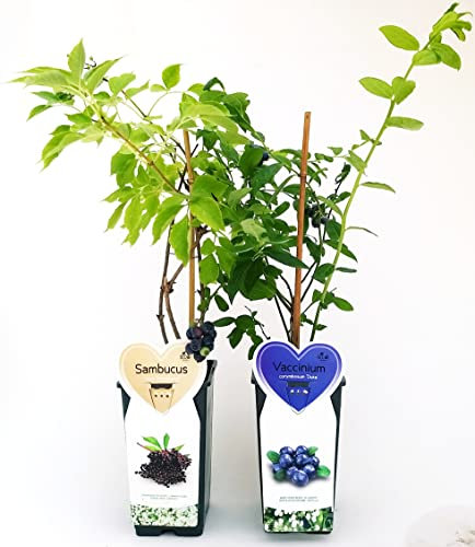 POWERS TO FLOWERS - SAMBUCO e MIRTILLO GIGANTE AMERICANO, IN VASO 14CM, ALTEZZA 50CM, 2 PIANTE, piante vere