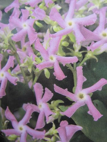 Trachelospermum jasminoides Pink - Sternjasmin - 60-100cm