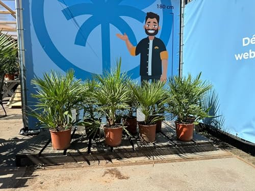 Chamaerops Humilis Palmier nain européen, à feuilles persistantes rustique, 60 cm de haut, avec pot