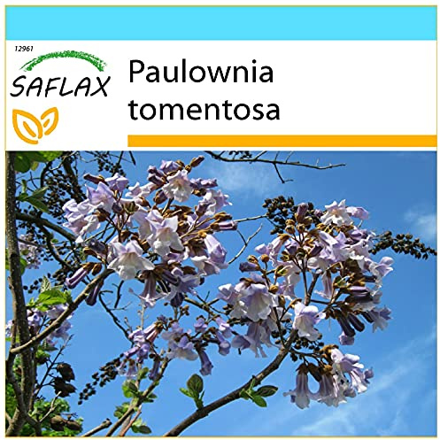 SAFLAX - Geschenk Set - Blauglockenbaum - 200 Samen - Mit Geschenk- / Versandbox, Versandaufkleber, Geschenkkarte und Anzuchtsubstrat - Paulownia tomentosa