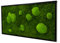Moosbild Pflanzenbild im Forest Design mit 20% Kugelmoos und 80% Flachmoos rechteckig, Wandbild, Mooswand, Pflanzenbild mit Kugel- und Flachmoos und Holzrahmen (110x55 cm, schwarz)