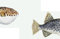 IHR - PMP 902100 - Tischset, Fische, 2 Stück, 43cm x 29cm, blau