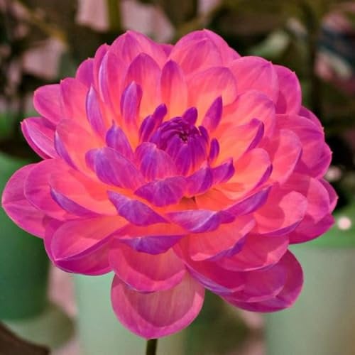 Bulbi Di Dalia Resistenti, Tuberi Di Dalia, Piante In Vaso Resistenti Da Esterno, Splendida Decorazione Da Giardino, Fiori Ornamentali-8 bulbi-C