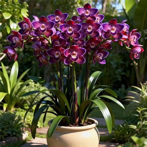 Rhizomes d'orchidée cymbidium, faciles d'entretien, orchidées de colibri, intérieur idéal, résistant à l'hiver, terrasse ou balcon, de qualité supérieure (oignons cymbidium)-15rhizome-C