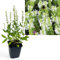 Ziersalbei Schneehügel 10 Stück | Salvia nemorsa Schneehügel Salbei Pflanze