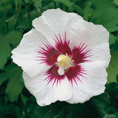 Hibiskus Garteneibisch - Hibiscus syriacus - winterhart und mehrjährig - 1 Zierstrauch von Garten Schlüter - Pflanzen in Top-Qualität (40-60 cm, Red Heart)
