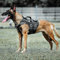 PETAC GEAR Taktisches Hundegeschirr K9 Hundetrainingsweste, verstellbar, gepolstert, Polizeidienst, Hundearbeit, MOLLE-Westen für große, mittelgroße Hunde, Mals GSD Lab… …