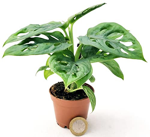 POWERS TO FLOWERS - PHILODENDRON OBLIQUA MINI, IDEALE PER TERRARIUM, MONSTERA, pianta vera