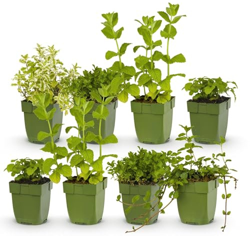 Green boutiQ - Plante vivace - Pack pour massif - Herbes à thé - Divers - Espèces et couleurs - 6 Plantes - Pot 11cm - Hauteur 15-25cm