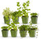 GreenboutiQ - Kit de plantes vivaces - Herbes à thé - 8 Plantes vivaces - Pour 1 m2 - Couleurs variées - Peu d'entretien - Pot 11cm
