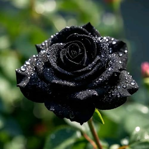Strauchrose & Hybridrose & Seltene Rose & Bicolor-Rose – Exotischer Vielblühermix, farbenfroher Touch für Hof & Halbinnenraum-1knolle-F