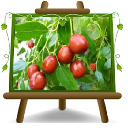 Giuggiolo Giuggiole Chinesisch - Obstpflanze antik auf Blumentopf 26 - Baum max 160 cm – Anbau Italien