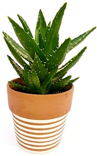 POWERS TO FLOWERS - ALOE VERA FEROX IN VASO CERAMICA FANTASIA, Pianta vera