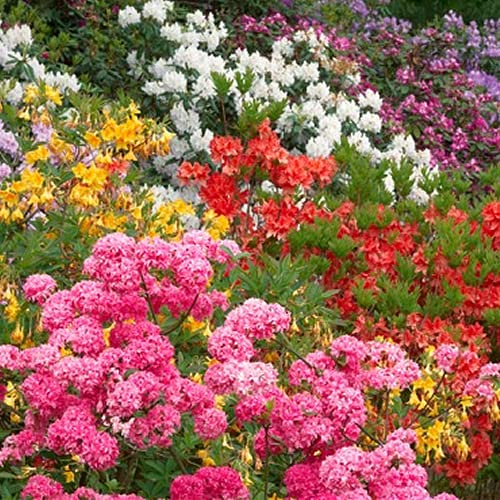 3 x rododendri misti, arbusti frondosi e colorati per il giardino in vaso.