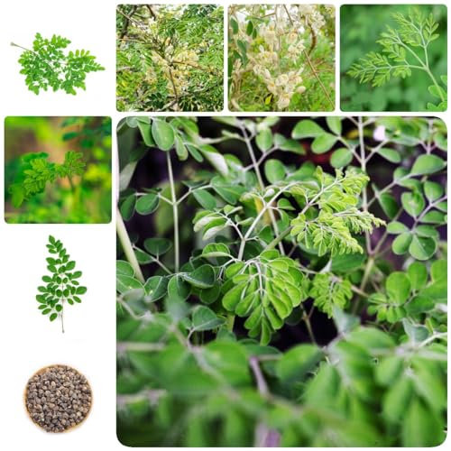 45 pcs moringa baum pflanze kaufen samen - kräuterbeet deko pflanzen dachbegrünung,Moringa oleifera, wildkräuter samen kleines geschenk für frauen gemüsebeet seed robuste balkonpflanzen