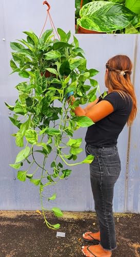 POWERS TO FLOWERS - POTOS EPIPREMNUM MARBLE QUEEN, ESEMPLARE, Basket 26cm DIAMETRO, Pianta vera