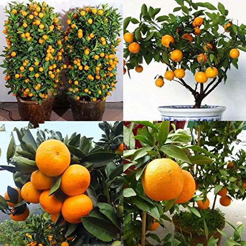 30Pcs Eßbares Obst Mandarin Zitrus Orange Bonsai-Baum-Samen Pflanzen Hausgarten