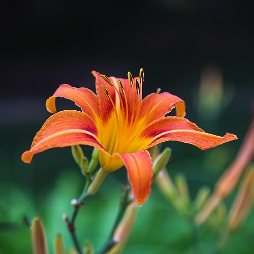 10 pcs taglilien pflanze winterhart mehrjährig samen - balkon blumen pflanzenkübel,Hemerocallis fulva, sommerblumen samen frühlingsblumen blumen geschenk nachhaltige geschenke für