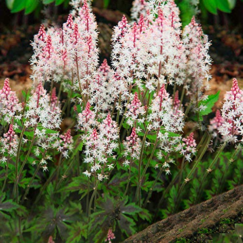 Tiarella Angel Wings è un arbusto perenne deciduo da giardino all'aperto.
